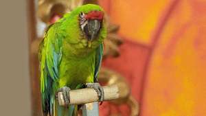 Сторожевые попугайчики: как они спасают жизнь и добро своих хозяев. Фото: РИА Новости