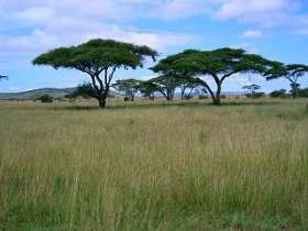 Танзания. Национальный парк Серенгети. Вид на саванну. Фото с сайта http://www.ginzburgi.ru