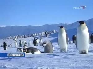 Пингвины обитают в прибрежных водах вдоль всего побережья Чили, однако наиболее часто они встречаются на крайнем юге страны. Фото: Вести.Ru