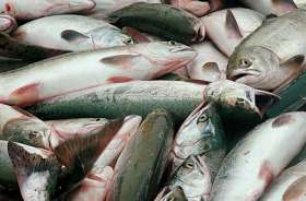 Массовая гибель рыбы. Фото из архива http://www.segodnya.ua