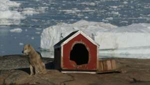Побережье Ледовитого океана заселят доисторическими овцебыками. Фото: РИА Новости