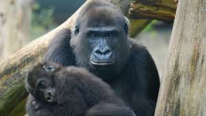 Впервые в московском зоопарке у горилл родился детеныш. Фото: РИА Новости