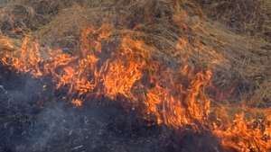 Пожар произошел в одном из крупнейших хвойных заповедников Кубы. Фото: РИА Новости