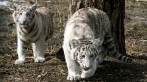 Белые тигрята в Новосибирском зоопарке. Фото: РИА Новости