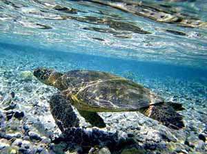 Морская черепаха. Фото: http://www.floranimal.ru