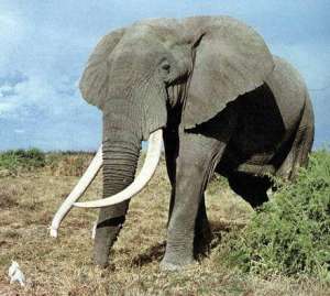 Слон - удивительное и интересное животное. Фото: www.zoo-news.ru