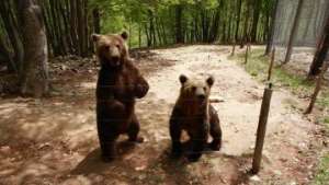 Экологи предупреждают жителей Баварии о возможном появлении медведей. Фото: РИА Новости