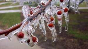 Апрельские заморозки на юге РФ угрожают полевым культурам и деревьям. Фото: РИА Новости