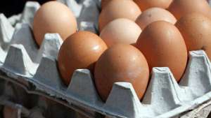 Шведские ученые предлагают кормить птицу скорлупой от пасхальных яиц. Фото: РИА Новости
