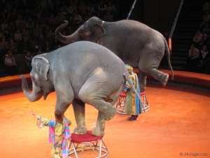 Слоны в цирке на проспекте Вернадского. Архив http://all-pages.com