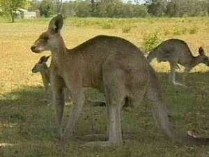 Расплодившиеся кенгуру терроризируют столицу Австралии. Архив NEWSru.com
