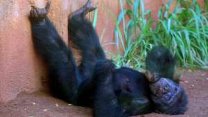 Шимпанзе. Фото: РИА Новости