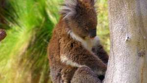 Около 90% коал в Японии заражены вирусом, вызывающим лейкемию. Фото: РИА Новости