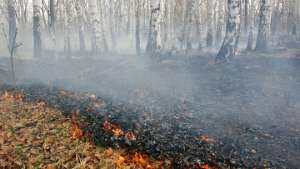 Площадь пожаров в Забайкалье за сутки сократилась на 1,3 тыс гектара. Фото: РИА Новости