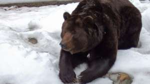 Гуляющий по Любляне дикий медведь наводит страх на жителей Словении. Фото: РИА Новости