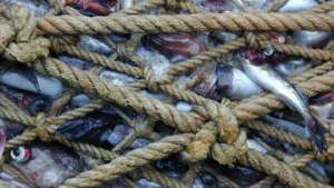 Ученые юга предлагают ввести налог на лов рыбы сетями. Фото: РИА Новости