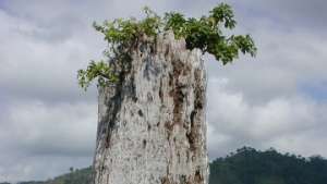 Ствол тропического дерева на озере Босумтви в Гане свидетельствует о сильной засухе, произошедшей несколько сот лет назад. Фото: РИА Новости