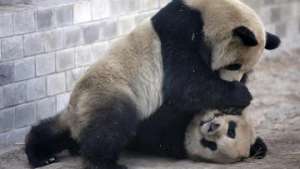 Строительство центра разведения панд в КНР обойдется в $200 млн. Фото: РИА Новости