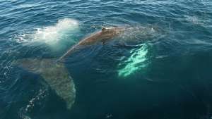 BP, Exxon и &quot;Роснефть&quot; пренебрегают проблемой охраны китов - экологи. Фото: РИА Новости