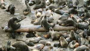 В сокращении популяции тюленей в Шотландии виноваты косатки и люди. Фото: РИА Новости