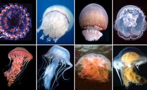 Медузы - удивительные обитатели морских глубин. Фото с сайта http://www.ebio.ru