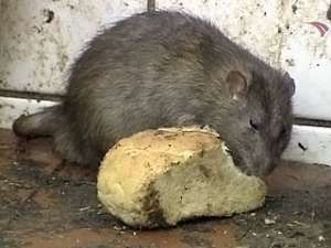 Прииртышье атаковали крысы. Фото: Вести.Ru