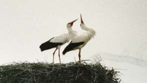 Аисты начали вить гнезда в Приамурье на опорах-треногах, построенных для птиц экологами. Фото: РИА Новости