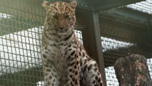 Неизвестные подбросили в читинский зоопарк леопарда. Фото: РИА Новости