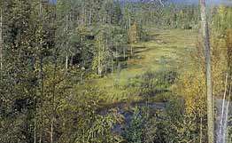&quot;Кологривский лес&quot;. Фото: http://img.rian.ru