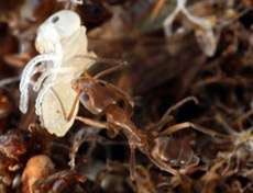 Тренировка &quot;на кошках&quot;: личинки, покрытые двумя найденными химическими соединениями, рабочие муравьи оставили в покое (фото National Academy of Sciences/PNAS).