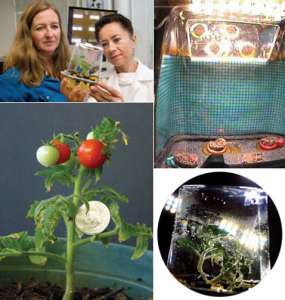 Слева вверху: доктора Хайке Седерофф (Heike Sederoff) и Мария Ходаковская сравнивают земные и &quot;космические&quot; растения. Справа: так томатам жилось в космосе (фото Becky Kirkland и Heike Sederoff).