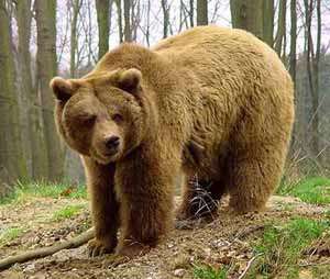 Бурый медведь. Фото: http://www.floranimal.ru