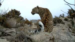 В Приморье растет популяция леопардов. Фото: РИА Новости