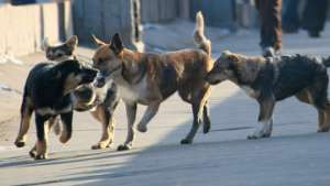 Власти Зеленограда запретили подкармливать бездомных собак. Фото: РИА Новости