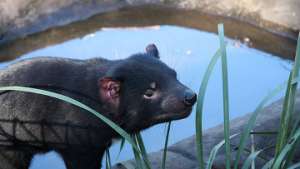 Тасманский дьявол занесен в перечень исчезающих видов в Австралии. Фото: РИА Новости