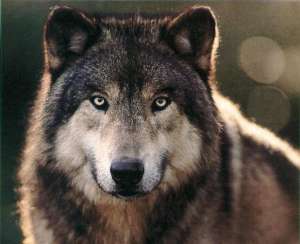 Волк. Фото: http://nexus.polaris.net