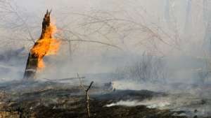 Пожары в Шотландии уничтожили четверть территории заповедника. Фото: РИА Новости