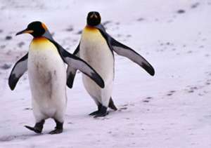 Пингвины. Фото: http://www.membrana.ru