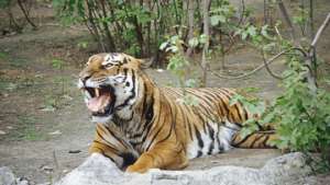 Россия и Китай создадут заповедник для сохранения амурского тигра. Фото: РИА Новости