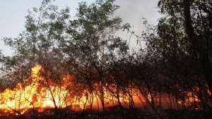 Локальное возгорание лесо-полевого массива. Фото: РИА Новости