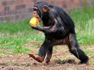 Обитатель &quot;Острова шимпанзе&quot; в Честерском зоопарке. Фото ©AFP