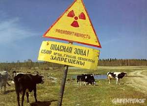 В зоне радиационного заражения пасутся коровы. Фото: Greenpeace