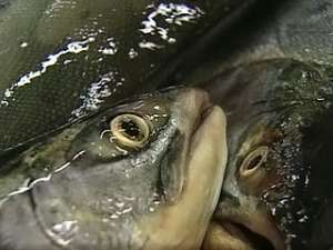 Под Варшавой погибло 30 тонн рыбы. Фото: Вести.Ru