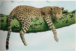 Переднеазиатский леопард. Фото: http://www.apus.ru