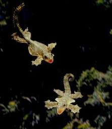 Так летает Ptychozoon kuhli (фото Tim Macmillan, John Downer).