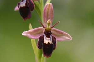 Ophrys insectifera. Фото: http://www.floralimages.co.uk