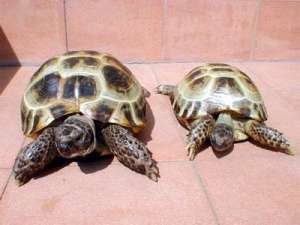 Черепахи. Архив http://www.tortoise-super.fatal.ru/