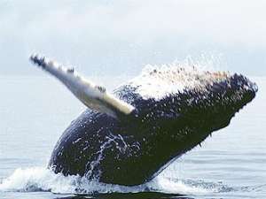 Горбатый кит у побережья Аляски. Фото с сайта uas.alaska.edu