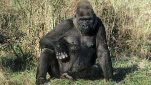Африканская горная горилла. Фото: РИА Новости