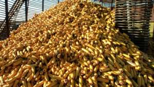 Ученые научили кукурузу самостоятельно защищать себя от вредителей. Фото: РИА Новости